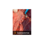 Vetpills “Técnicas quirúrgicas imprescindibles” -2 (esplenectomías)