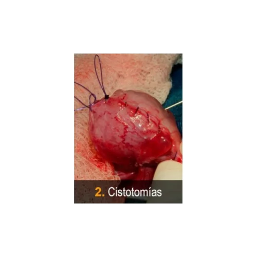 Vetpills “Técnicas quirúrgicas imprescindibles” -5 (cistotomías)