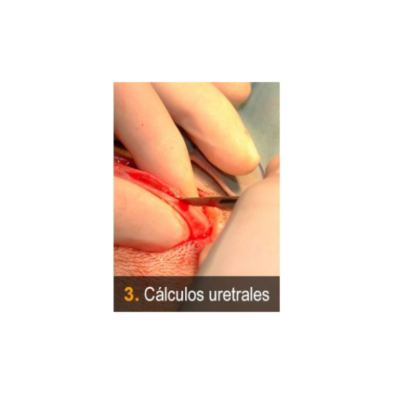 Vetpills “Técnicas quirúrgicas imprescindibles” -6 (cálculos uretrales)