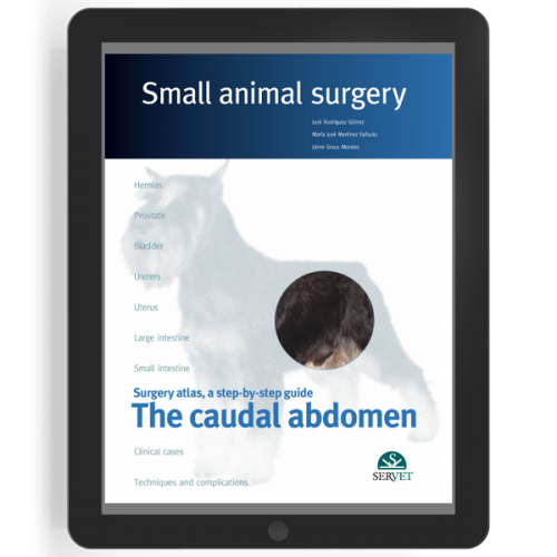 The caudal abdomen. Small animal surgery