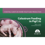 Colostrum Feeding in Piglets